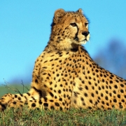 gepard