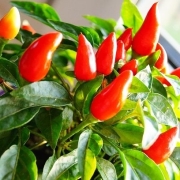 Chilli