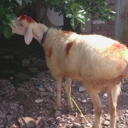 My Animal For EID